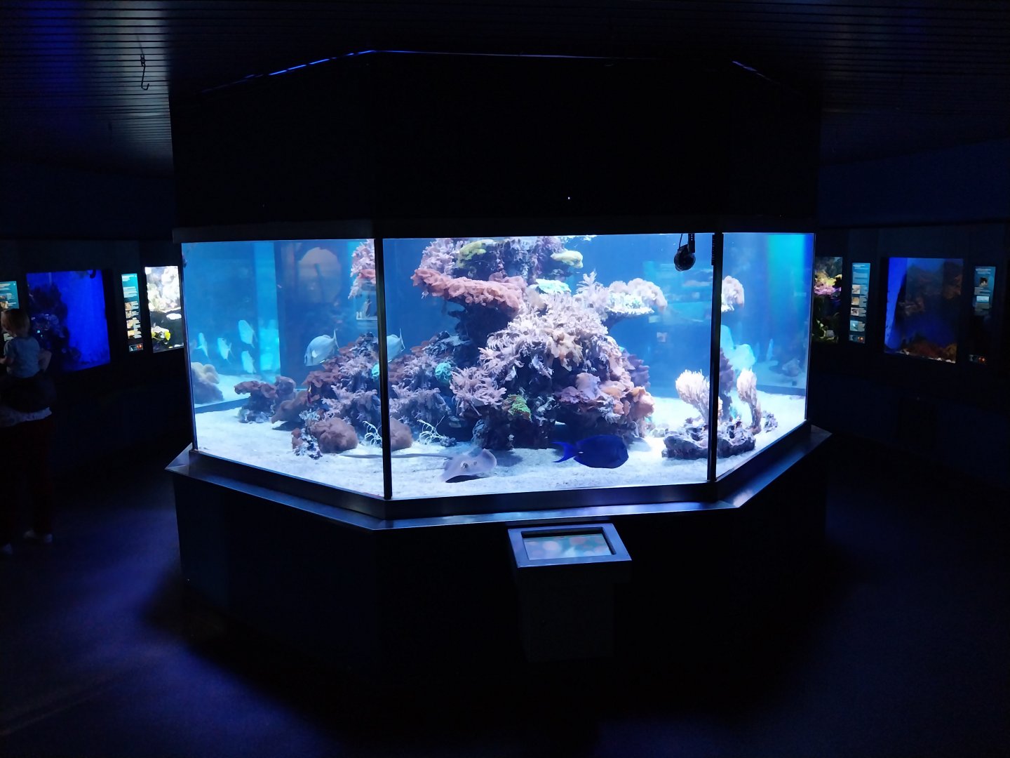 Haus der Natur - Aquarium - Coral reef room - Main aquarium
