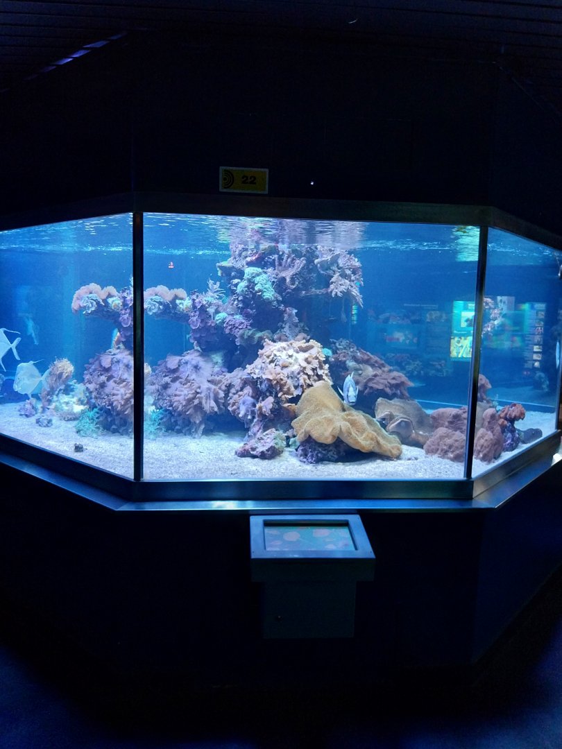 Haus der Natur - Aquarium - Coral reef room - Main aquarium
