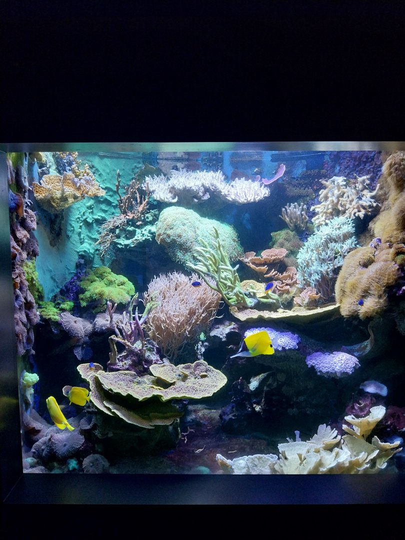 Haus der Natur - Aquarium - Coral reef room -