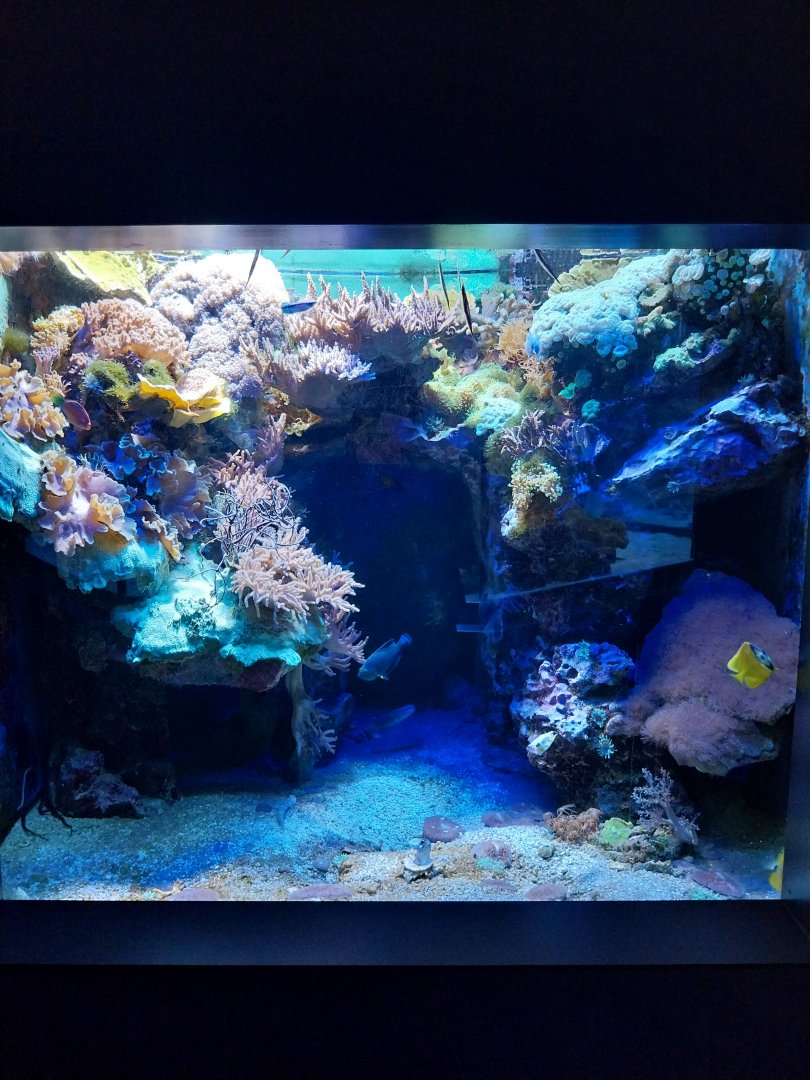 Haus der Natur - Aquarium - Coral reef room