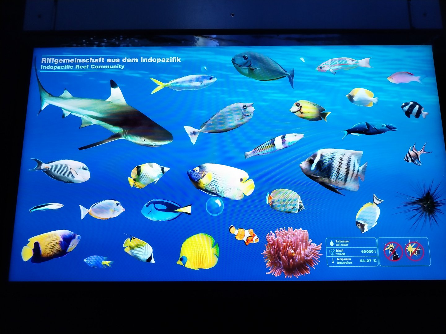 Haus der Natur - Aquarium - Indopacific coral reef - Species sign