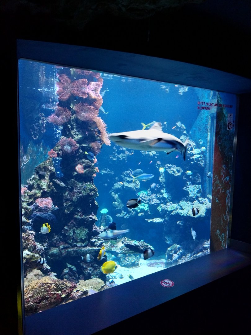 Haus der Natur - Aquarium - Indopacific coral reef