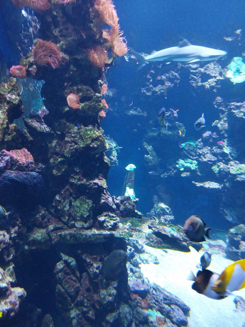 Haus der Natur - Aquarium - Indopacific coral reef
