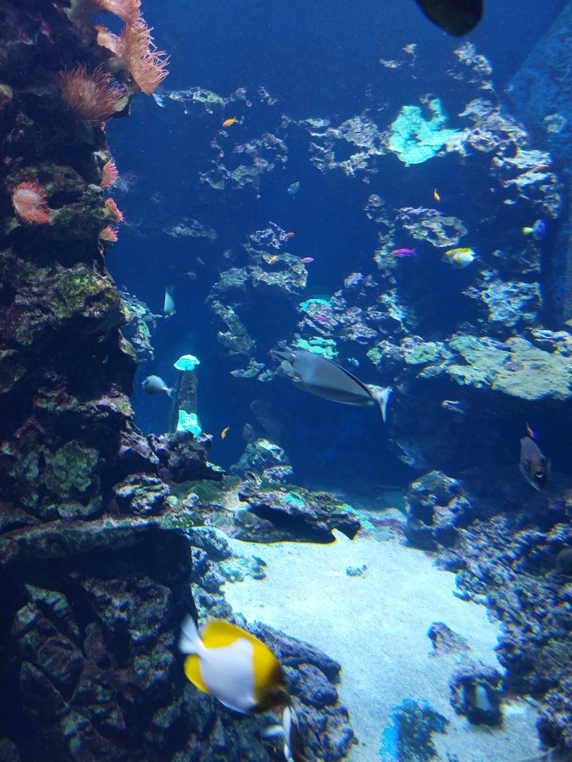 Haus der Natur - Aquarium - Indopacific coral reef