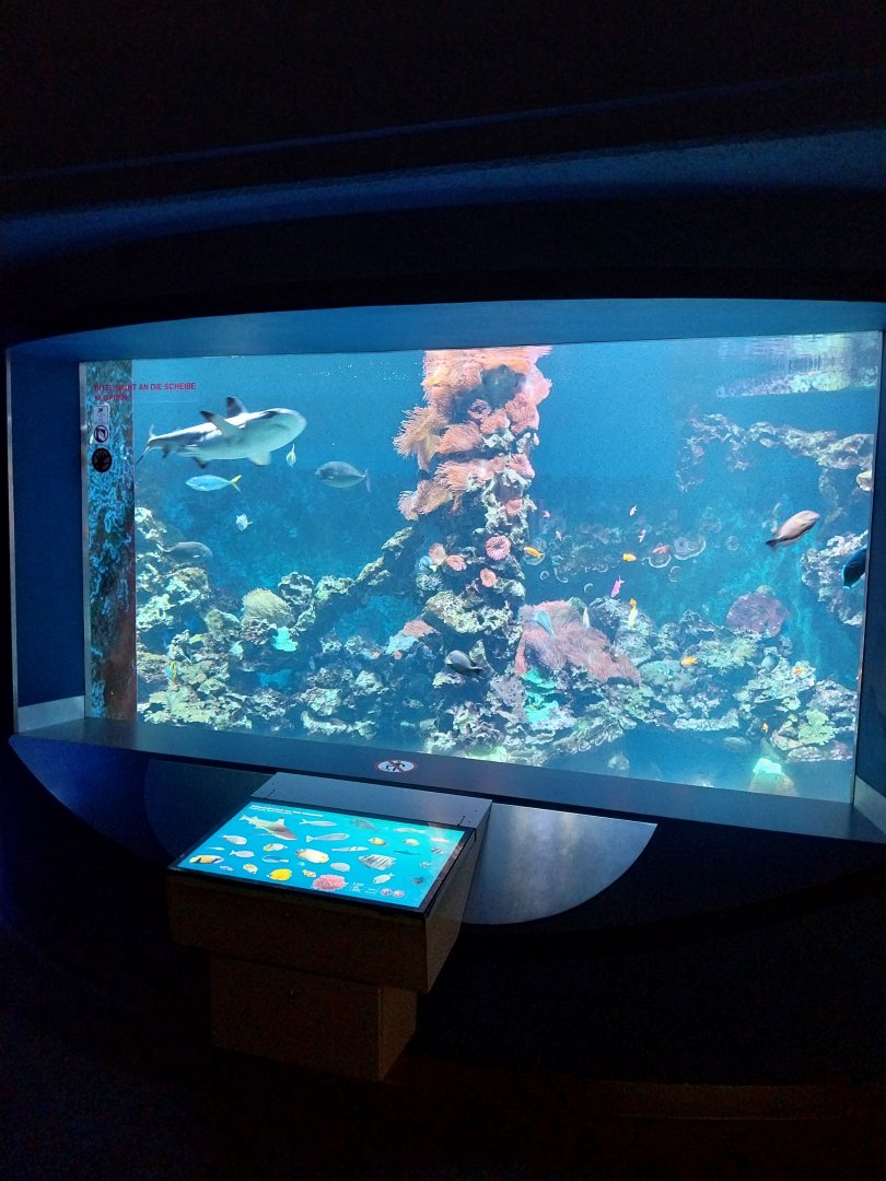 Haus der Natur - Aquarium - Indopacific coral reef