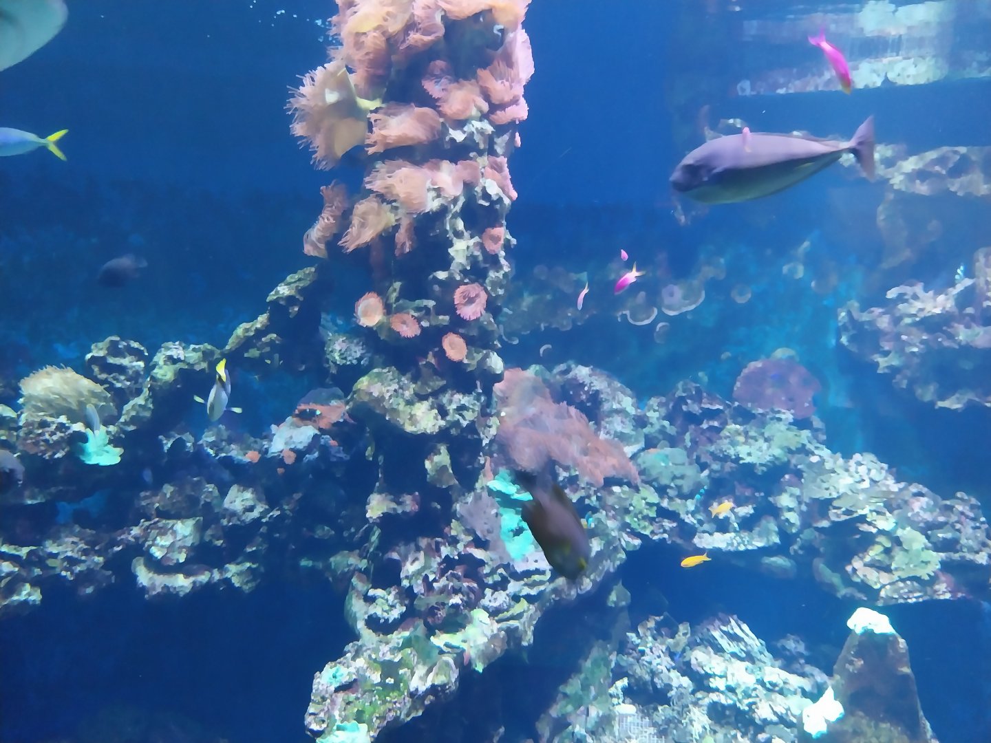 Haus der Natur - Aquarium - Indopacific coral reef