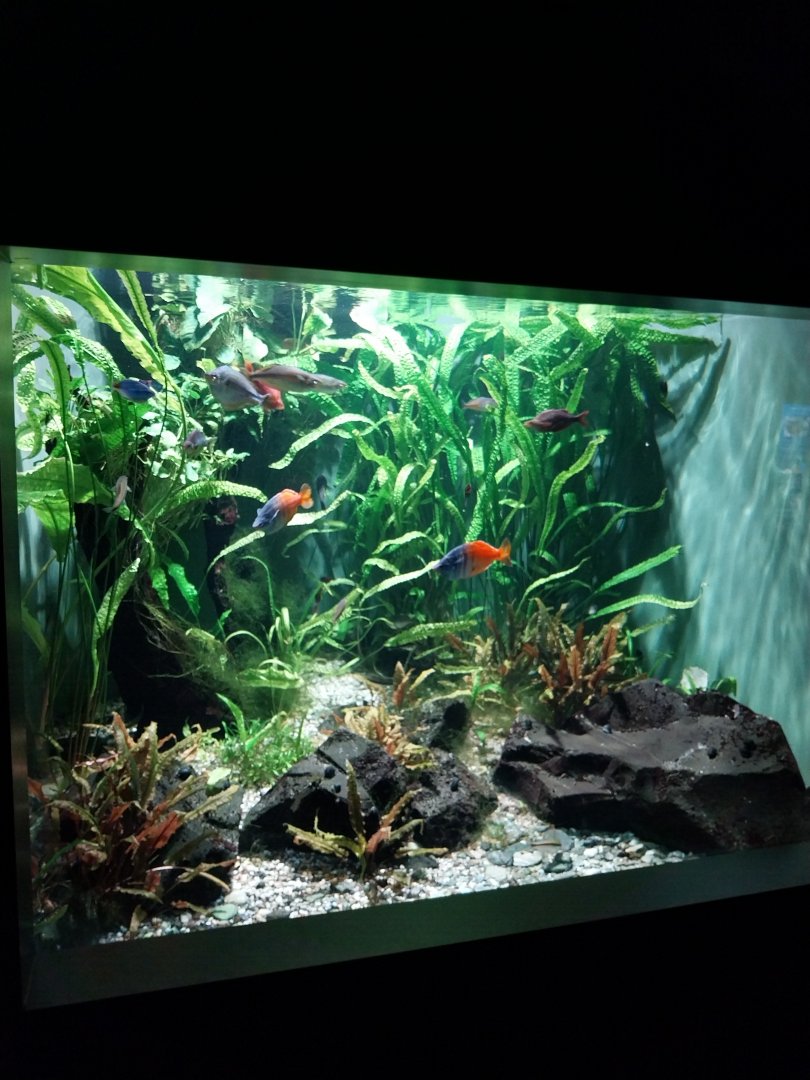 Haus der Natur - Aquarium - New Guinea