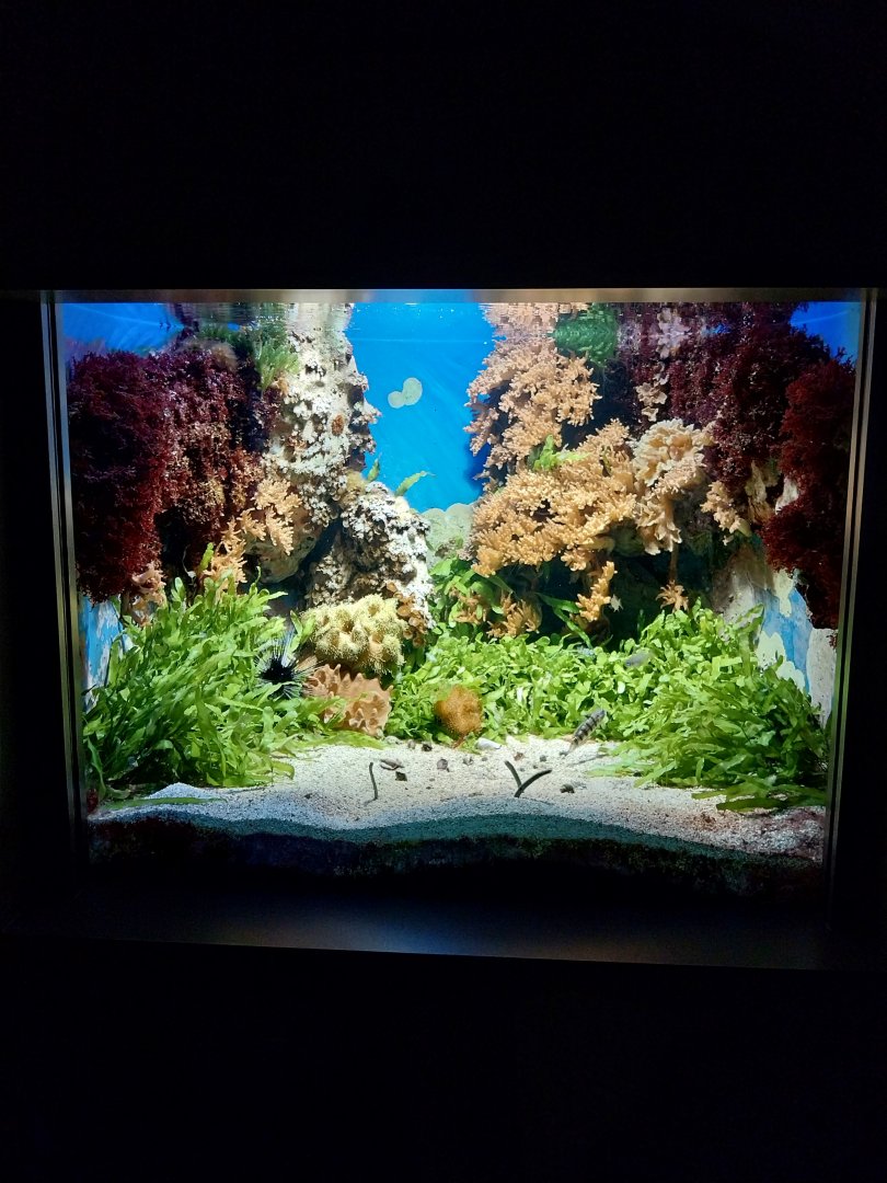 Haus der Natur - Aquarium - Sand dwellers