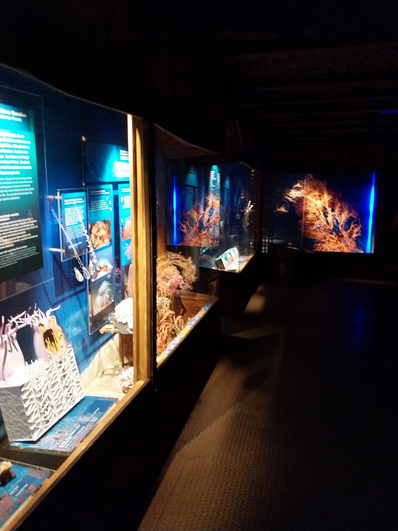 Haus der Natur - Aquarium - Welt der korallen