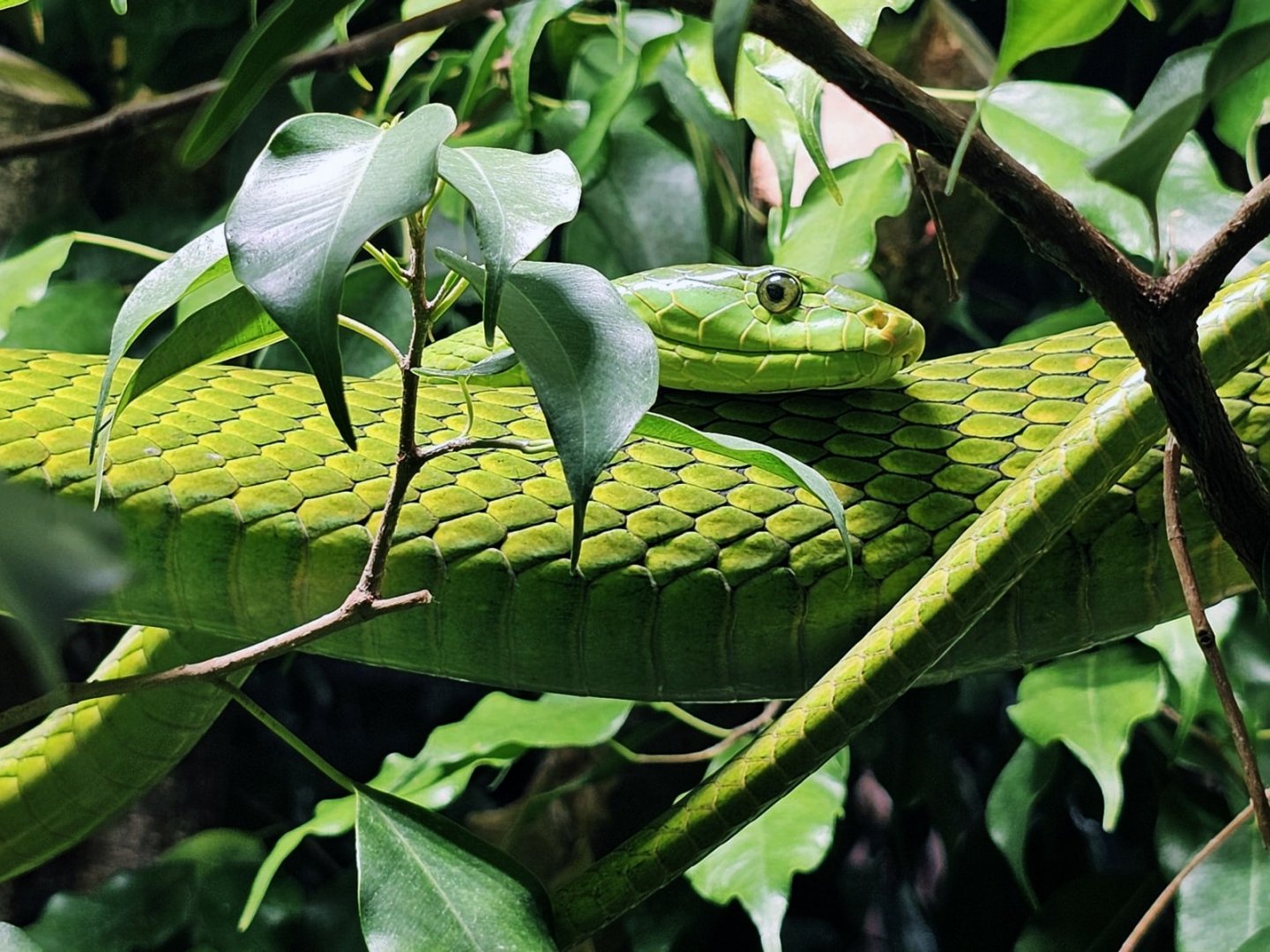 Haus der Natur - Eastern Green Mamba