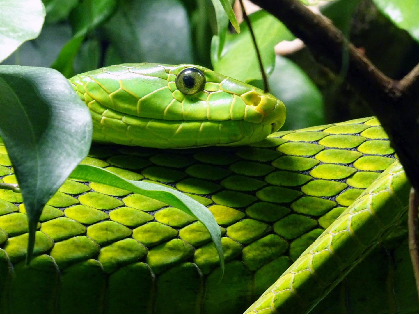 Haus der Natur - Eastern Green Mamba