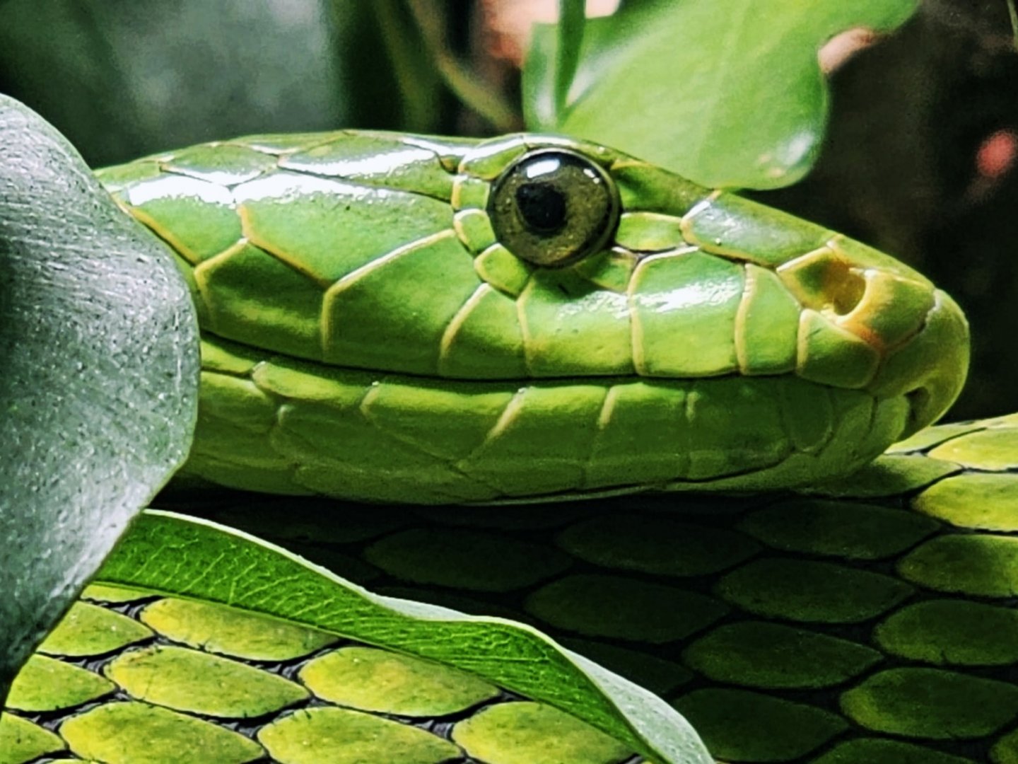 Haus der Natur - Eastern Green Mamba