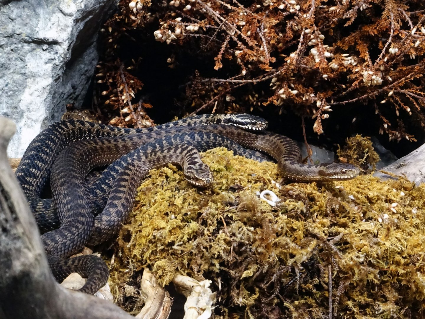 Haus der Natur - European Adder