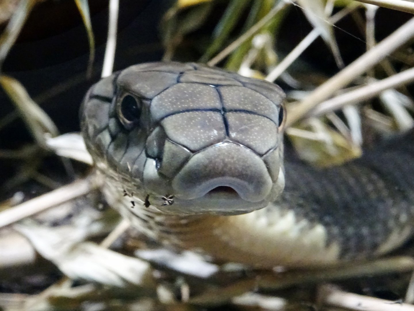 Haus der Natur - King Cobra