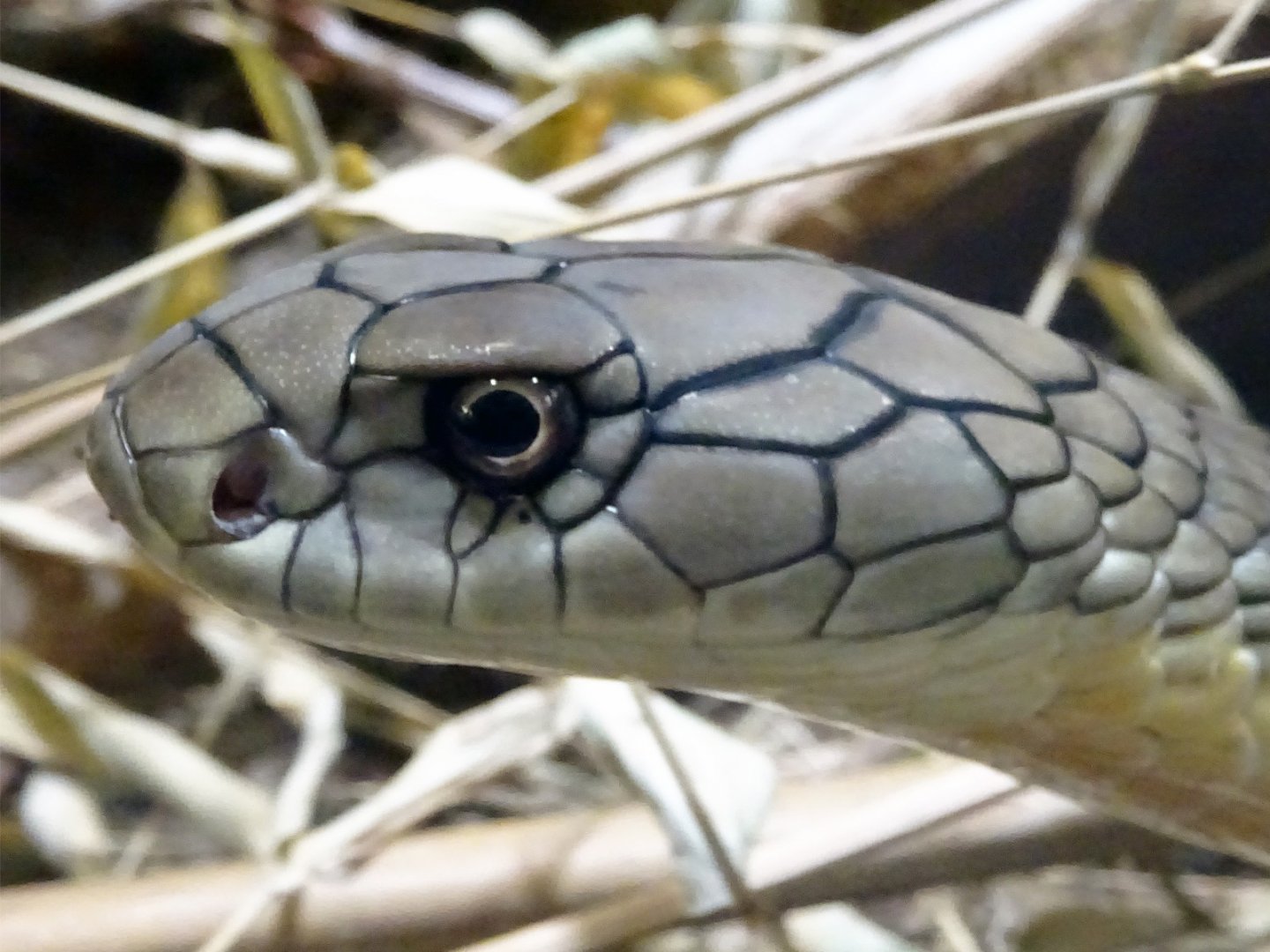 Haus der Natur - King Cobra
