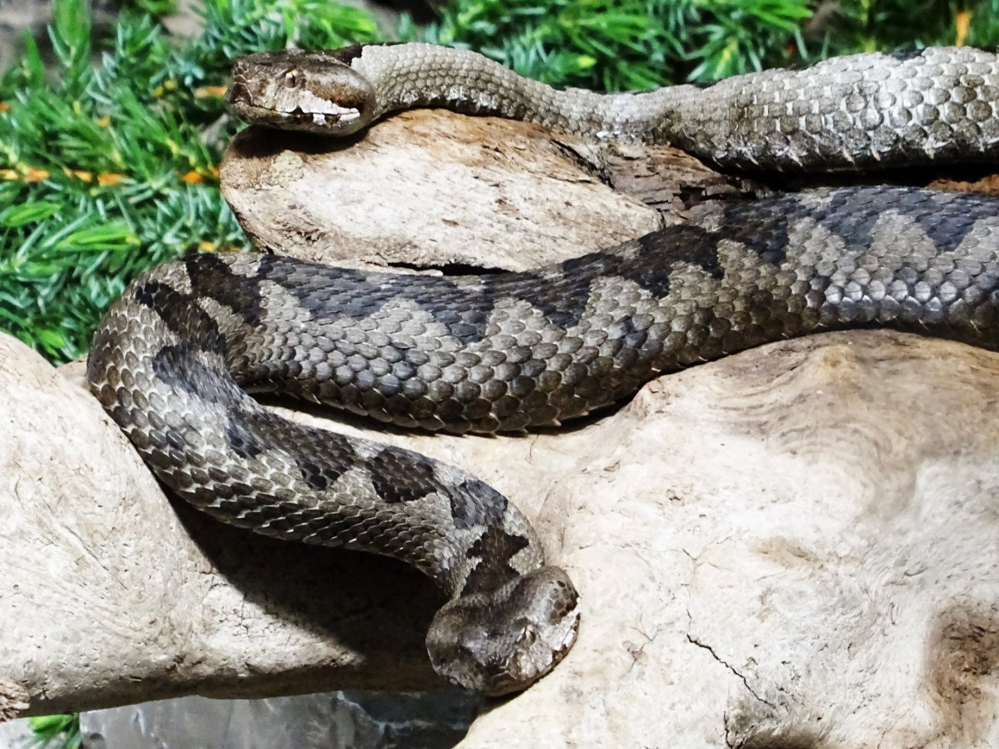 Haus der Natur - Nose-Horned Viper