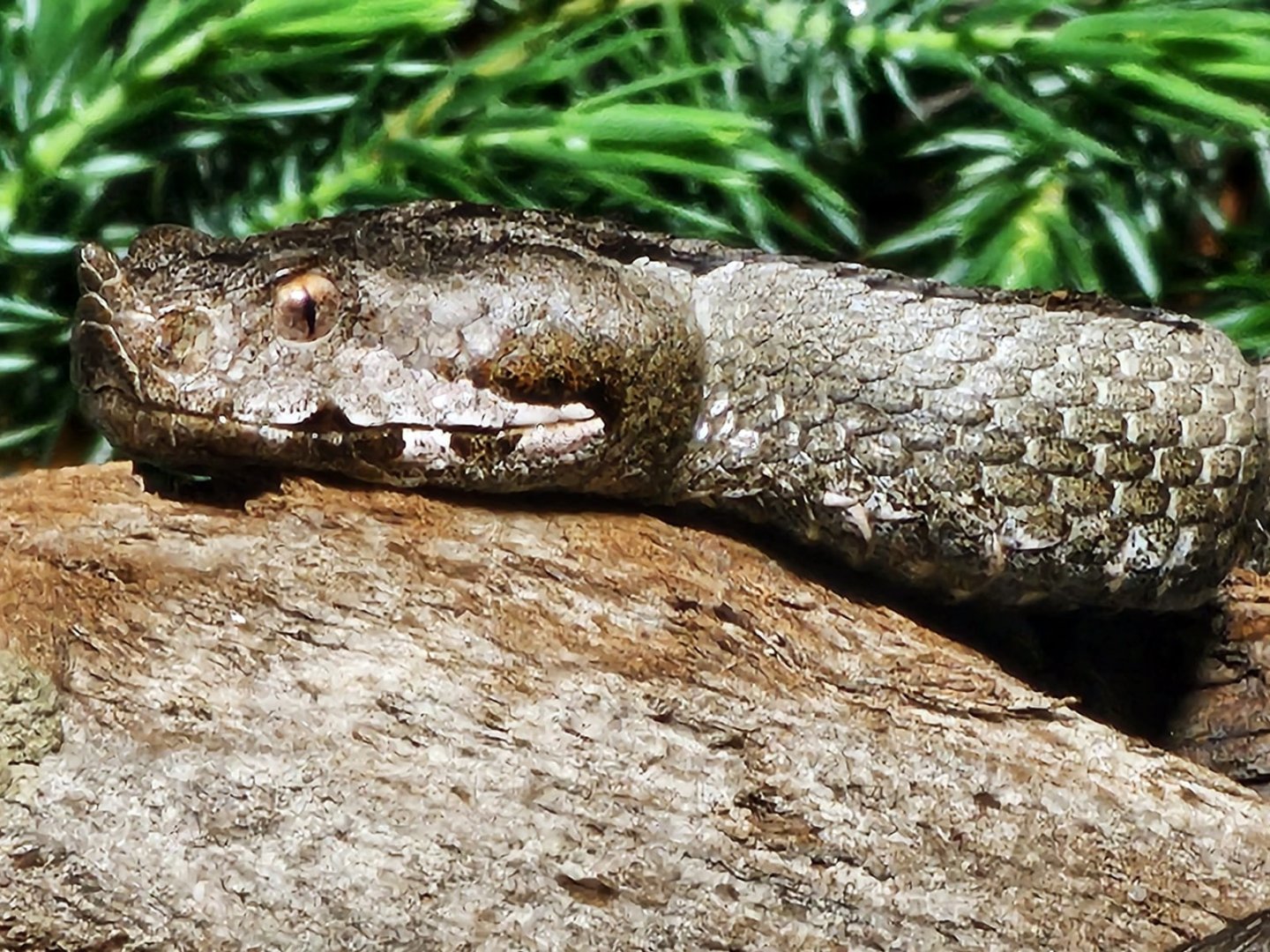 Haus der Natur - Nose-Horned Viper