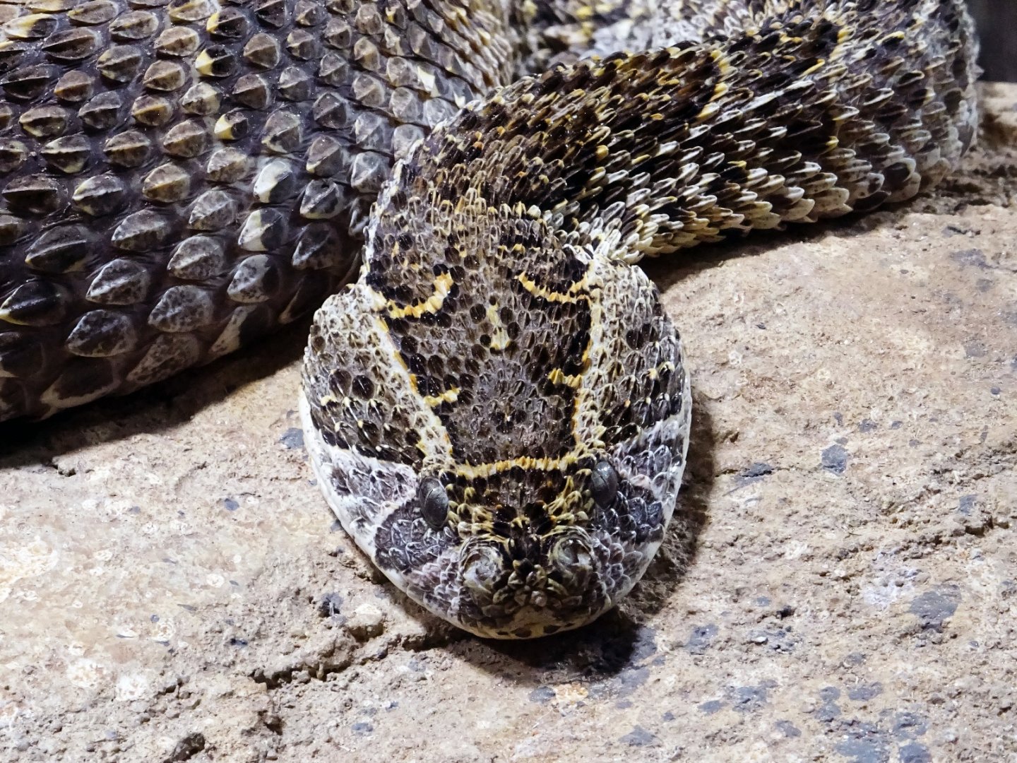 Haus der Natur - Puff Adder