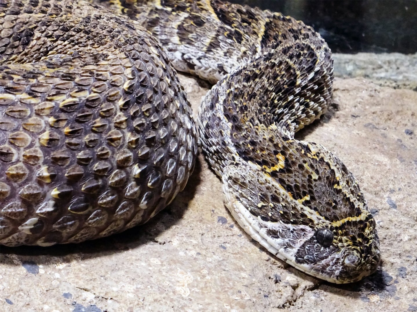 Haus der Natur - Puff Adder