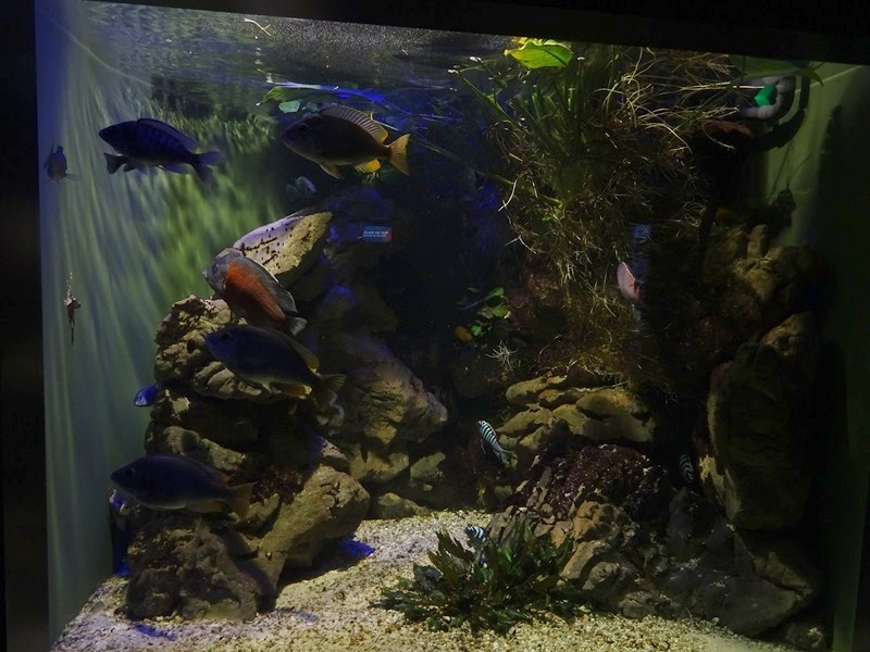Haus der Natur Salzburg: African ciclid tank