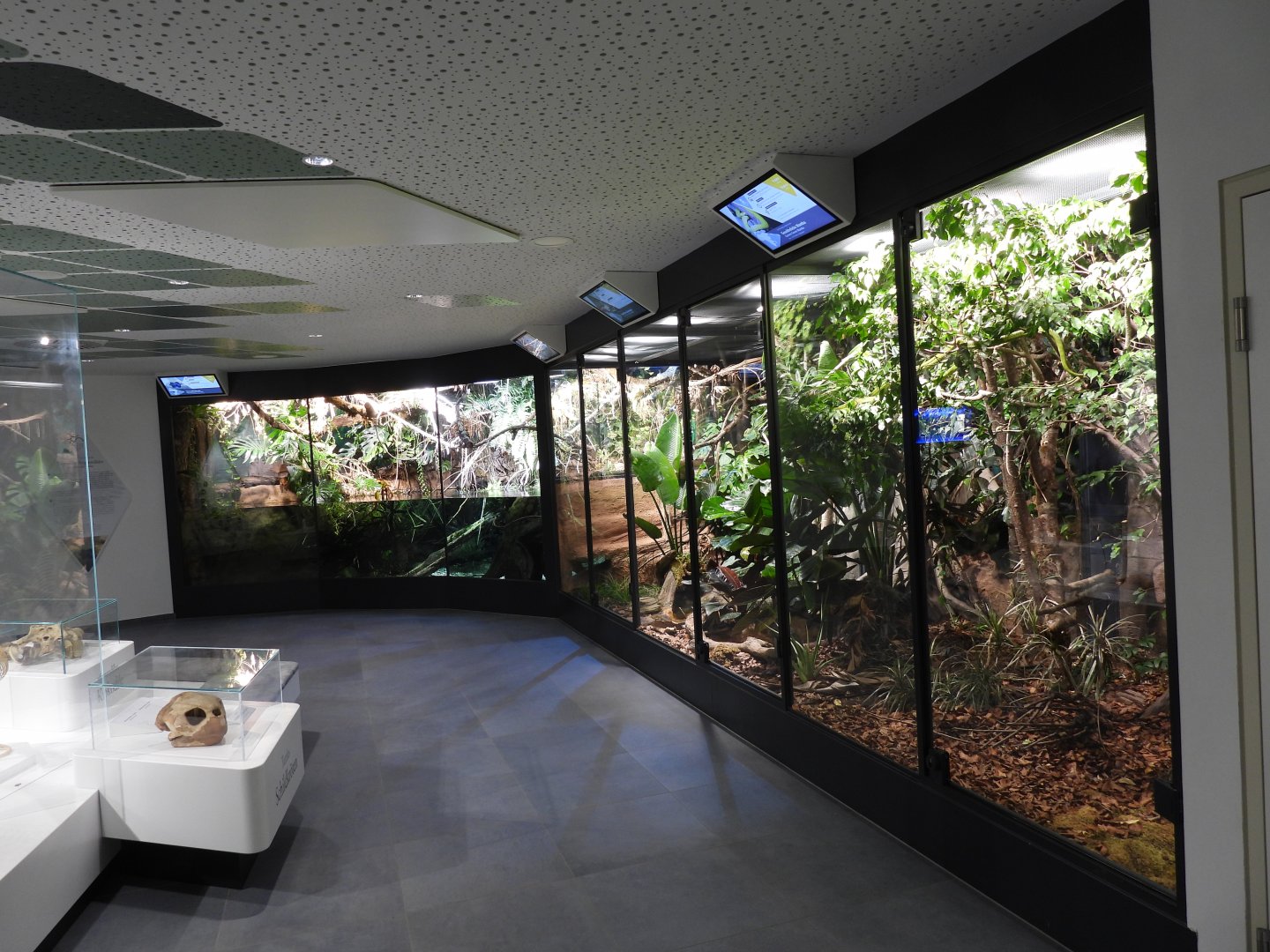 Haus der Natur Salzburg - African rainforest section