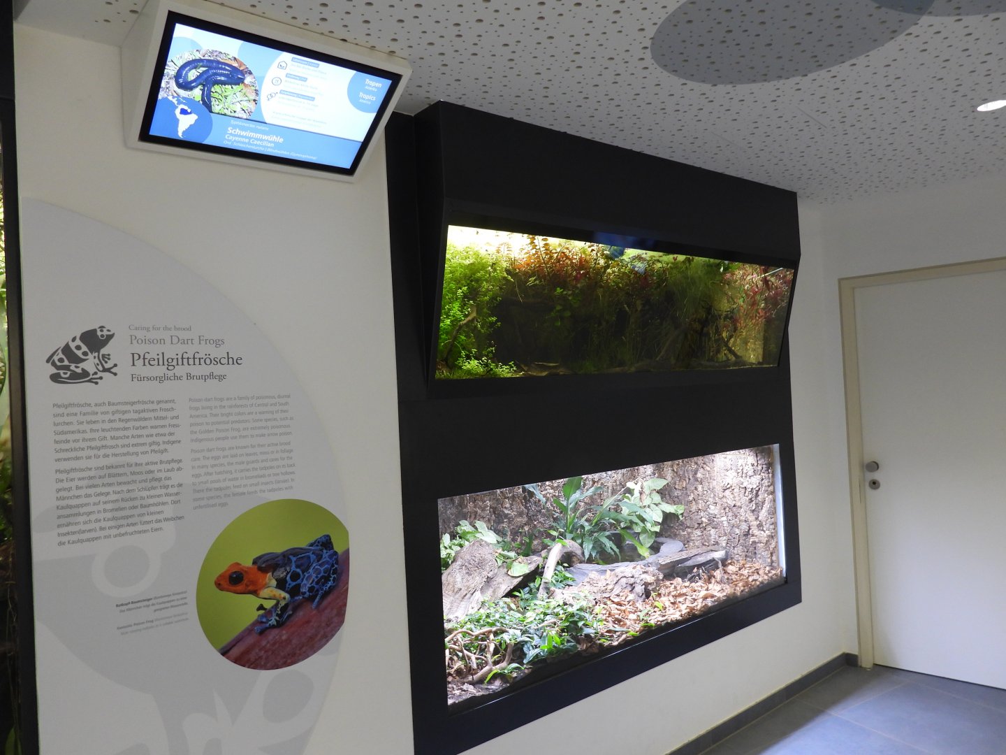 Haus der Natur Salzburg - Amphibians