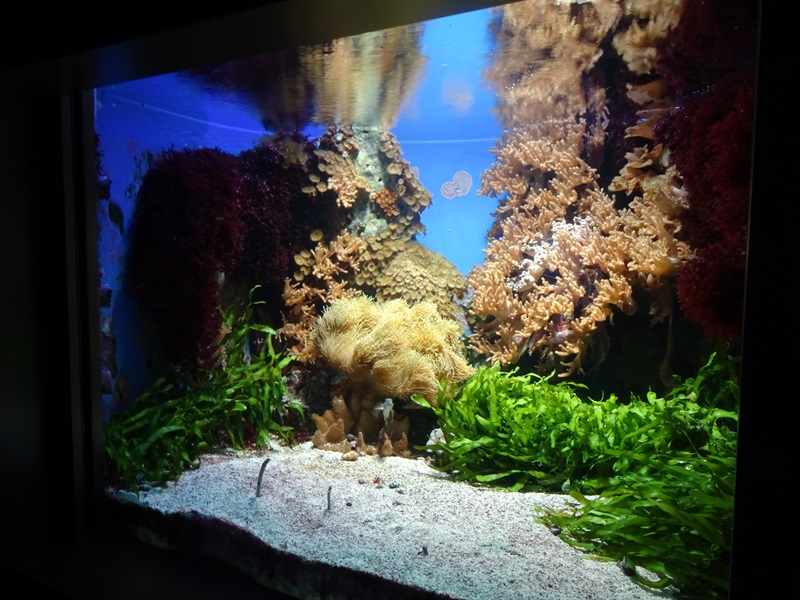 Haus der Natur Salzburg: Aquarium for garden eel and others