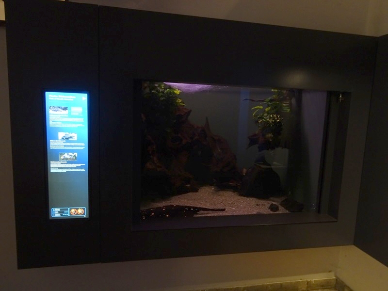 Haus der Natur Salzburg: Aquarium for white-blotched stingray