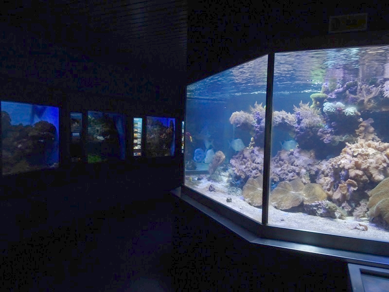 Haus der Natur Salzburg: Aquarium hall