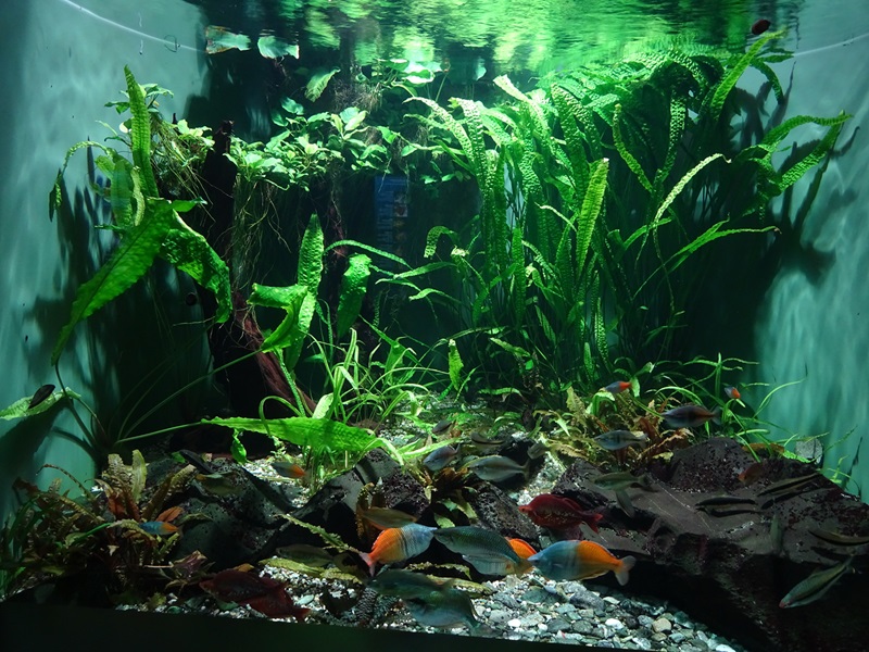Haus der Natur Salzburg:  Asian freshwater tank