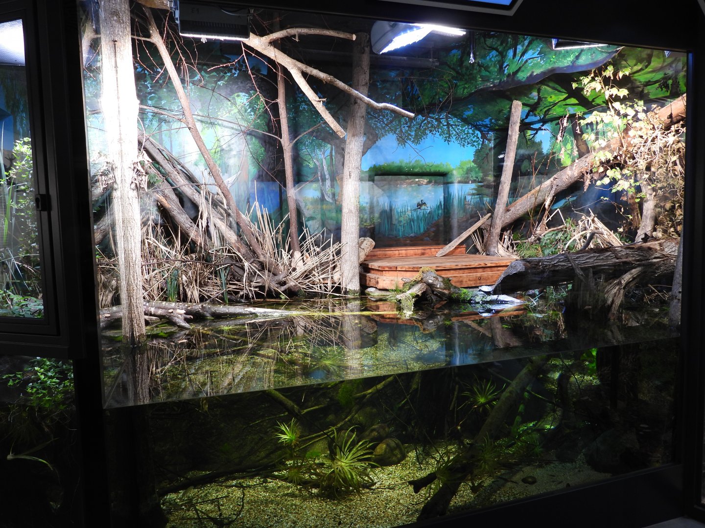 Haus der Natur Salzburg - Austrian wetland exhibit