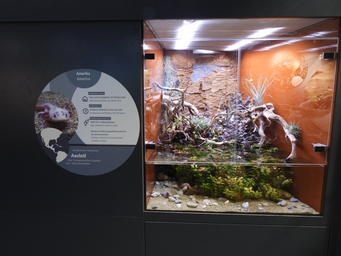 Haus der Natur Salzburg - Axolotl
