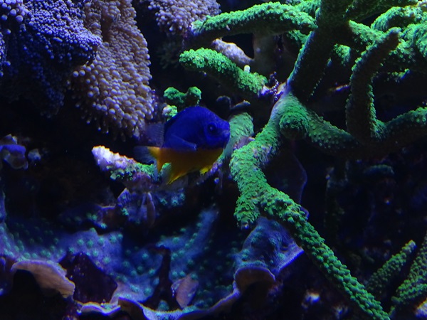 Haus der Natur Salzburg: Azure demoiselle (Chrysiptera hemicyanea