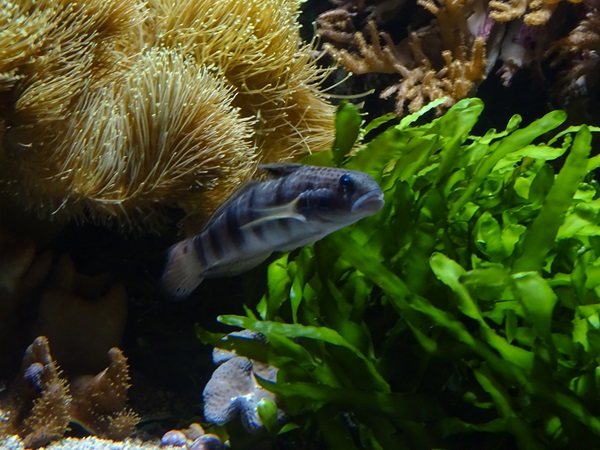 Haus der Natur Salzburg: Banded sleeper goby (Amblygobius phalaena)