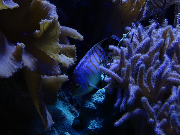 Haus der Natur Salzburg:  Blacktail angelfish (Centropyge eibli)
