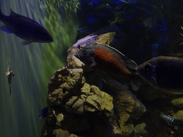 Haus der Natur Salzburg: Copadichromis borleyi