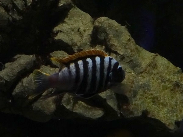 Haus der Natur Salzburg: Dogtooth cichlid (Cynotilapia afra)