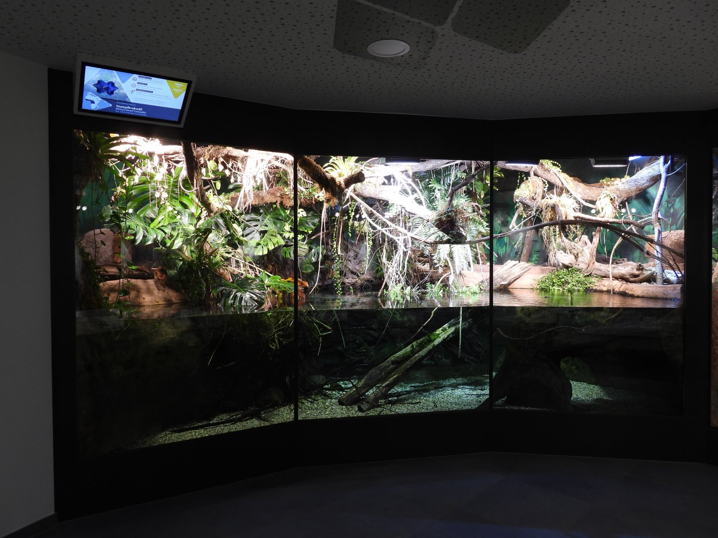 Haus der Natur Salzburg - Dwarf crocodile exhibit