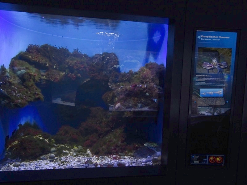 Haus der Natur Salzburg: European lobster tank