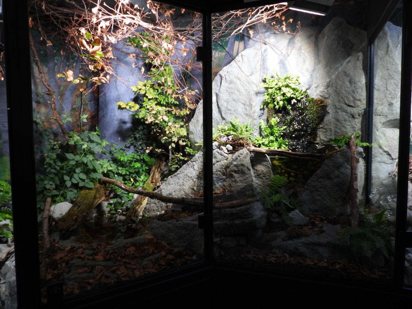 Haus der Natur Salzburg - Exhibits for native herps