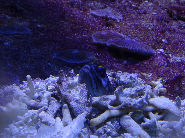 Haus der Natur Salzburg:  Gold-specs jawfish (Opistognathus randalli)
