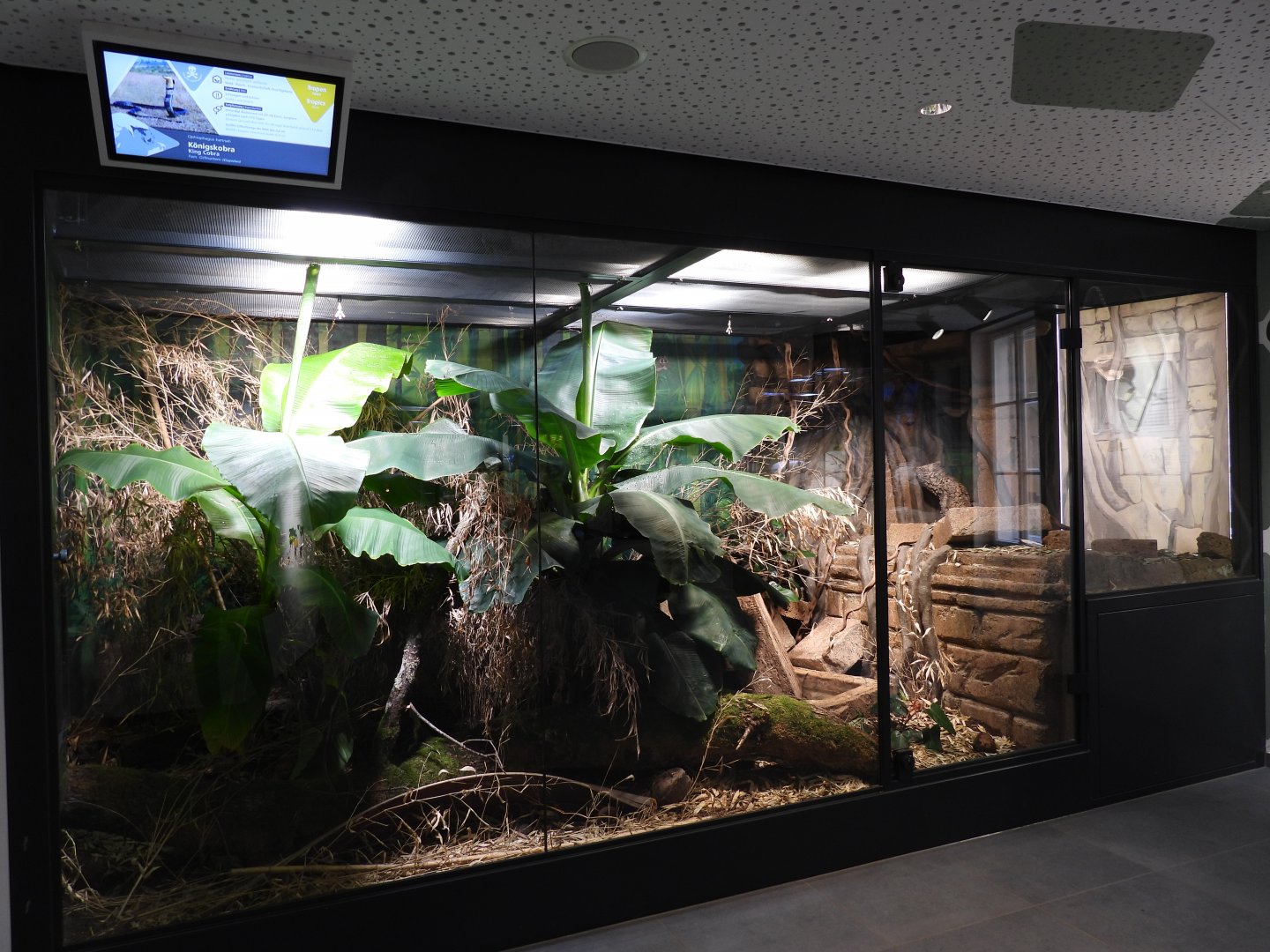 Haus der Natur Salzburg - King cobra exhibit