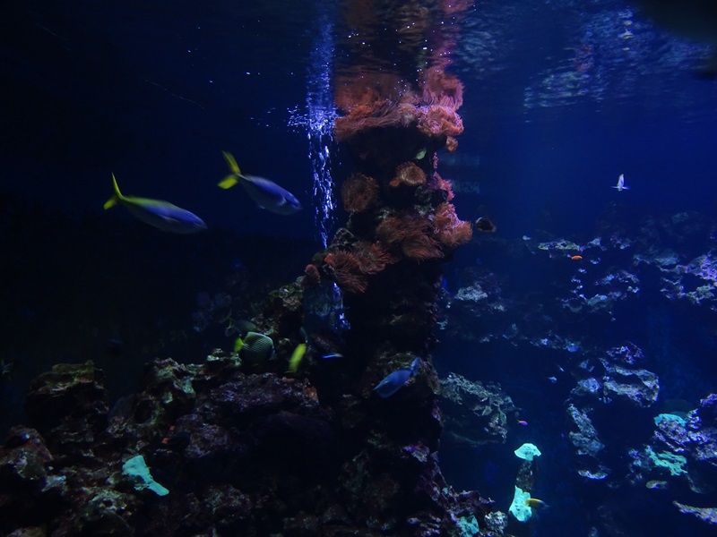 Haus der Natur Salzburg: Large coral reef tank