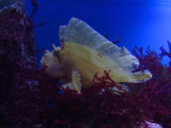 Haus der Natur Salzburg:  Leaf scorpionfish (Taenianotus triacanthus)