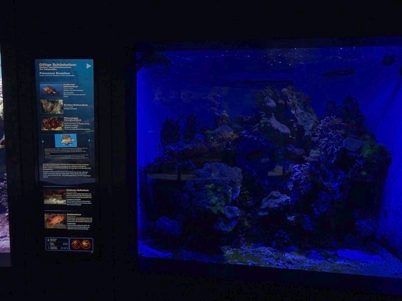 Haus der Natur Salzburg:  Lionfish and pineconefish tank