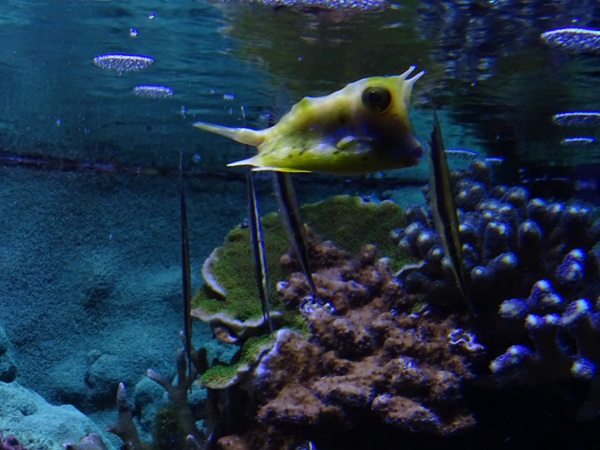 Haus der Natur Salzburg: Longhorn boxfish (Lactoria cornuta)
