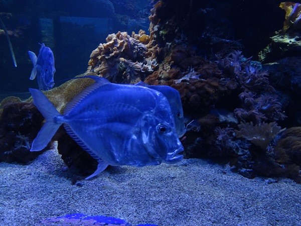 Haus der Natur Salzburg: Lookdown (Lookdown fish) (Selene vomer)