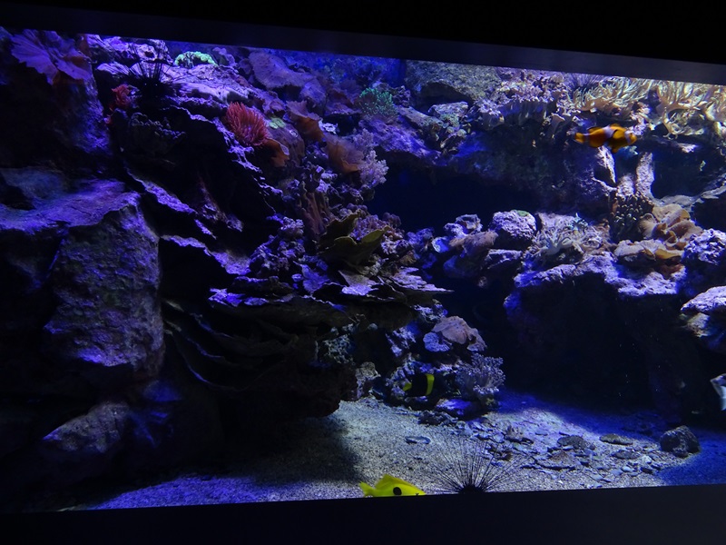 Haus der Natur Salzburg: Medium coral reef tank