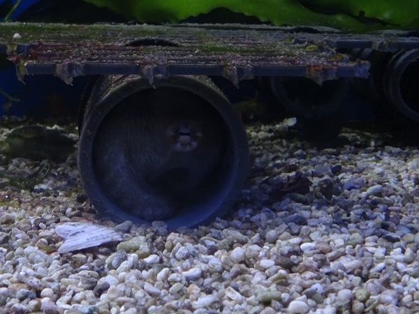 Haus der Natur Salzburg: Mexican four-eyed octopus (Octopus maya)