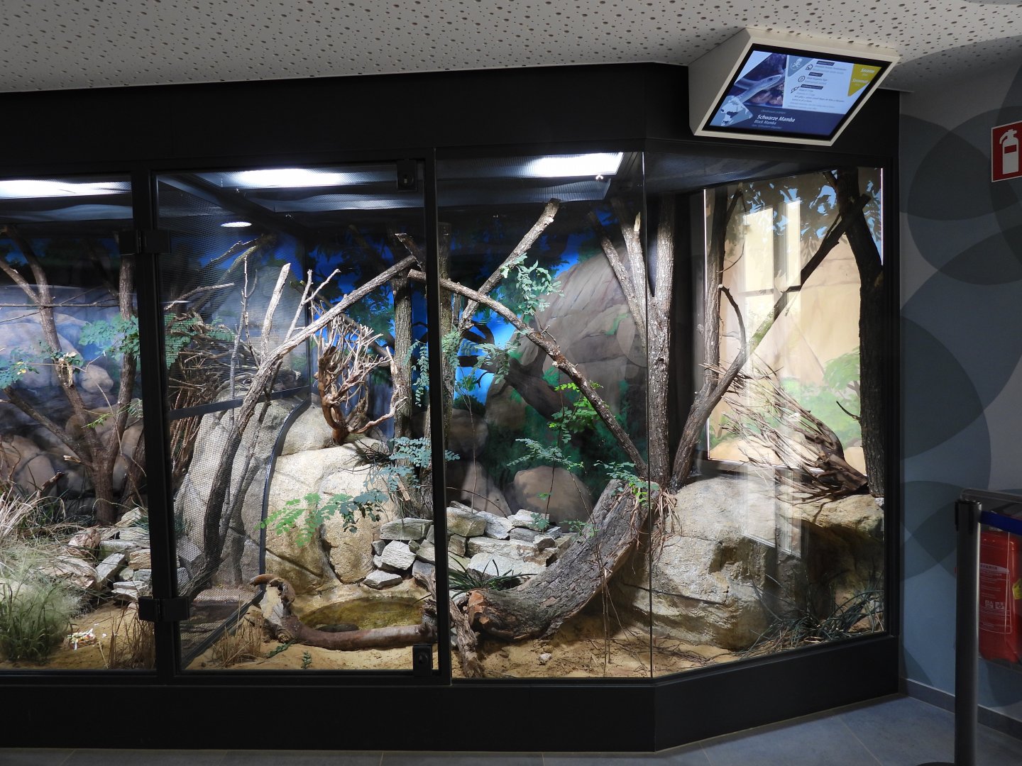 Haus der Natur Salzburg - Part of the African savannah panorma